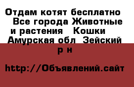 Отдам котят бесплатно  - Все города Животные и растения » Кошки   . Амурская обл.,Зейский р-н